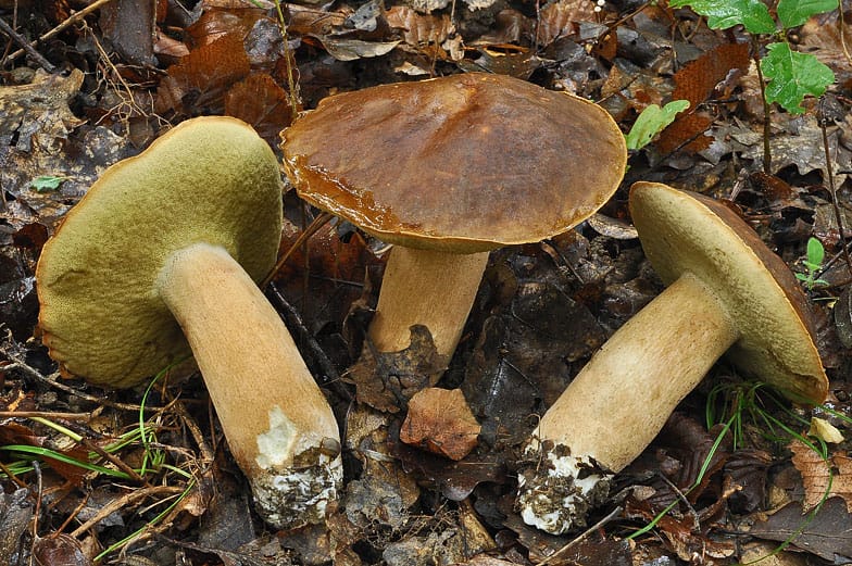 Boletus negro