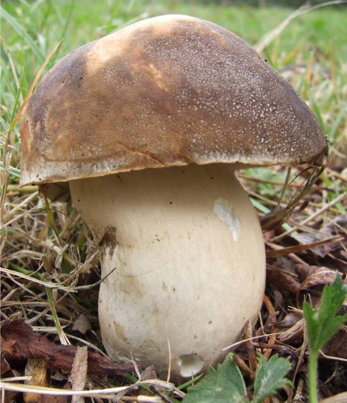 Boletus de verano