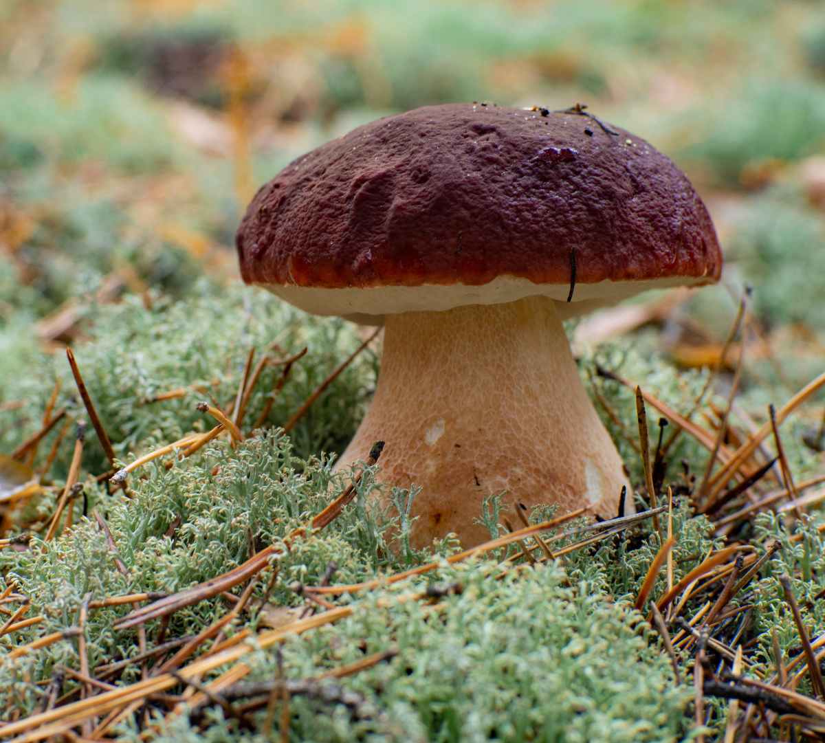 Boletus de pino