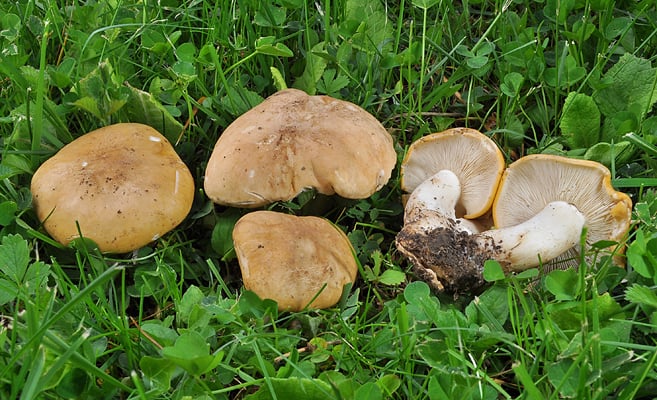 Où trouver des mousserons ?