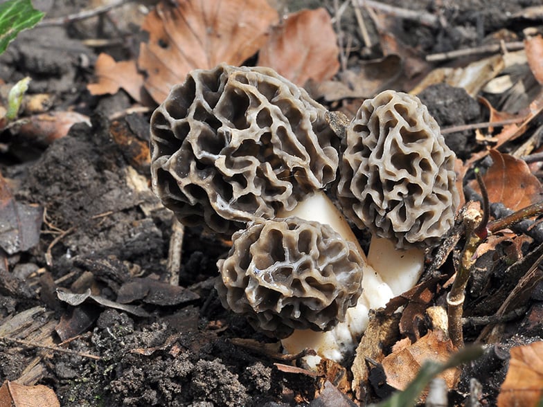 Où trouver des morilles en France ?