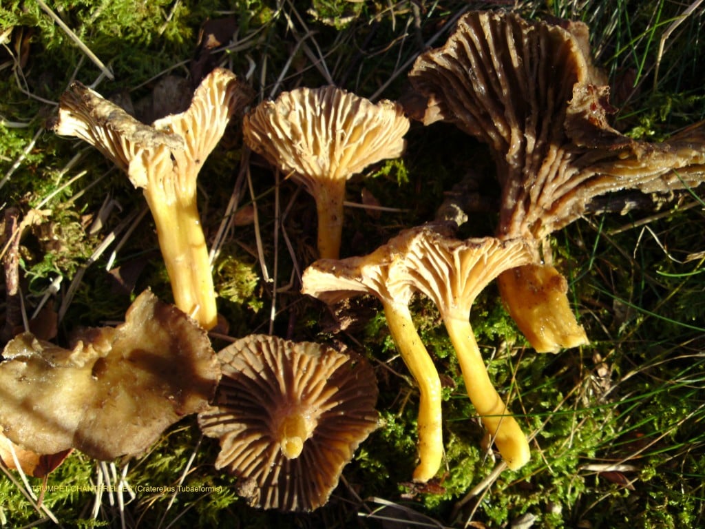 ¿Dónde encontrar trompeta amarilla en España?