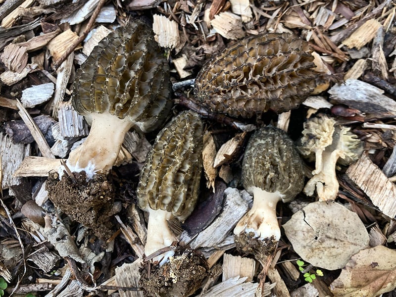 ¿Dónde encontrar colmenilla negra en España?