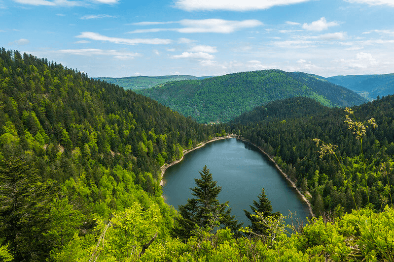 Où trouver des champignons dans les Vosges ?