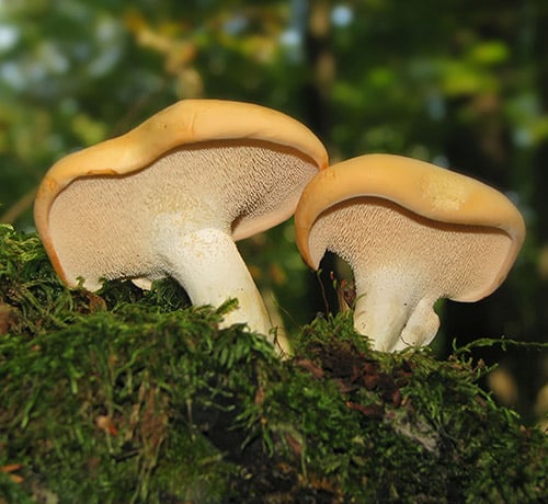 Où trouver des pieds de mouton ?