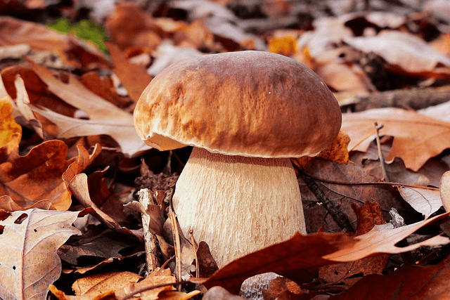 ¿Dónde encontrar boletus en España?