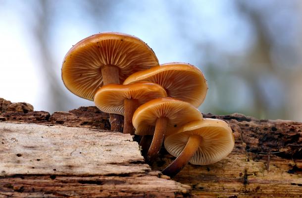 ¿Dónde encontrar enoki en España?