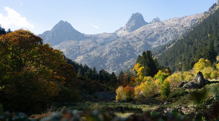 ¿Dónde encontrar setas en Aragón?